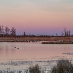 Pungo Lake Sunset