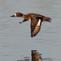 female ring neck duck