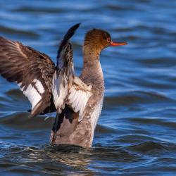 hooded merganser