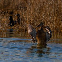 Mallard Duck Hen