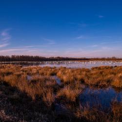 pungo lake sunset