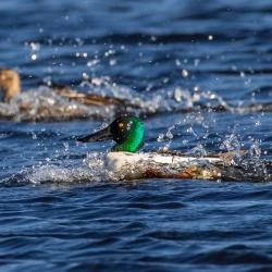 Shoveler Ducks Landing