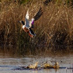 Shoveler Duck Take off