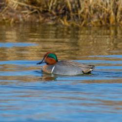 Green Teal Duck