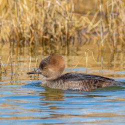 Hooded Merganser