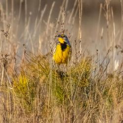 Eastern Meadowlark