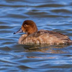 Redhead Duck Female