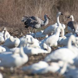 sandhill crane snow geese pungo