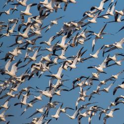 snow geese pungo lake