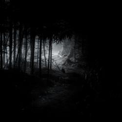 Gaudineer Knob WV Spruce Pine Forest