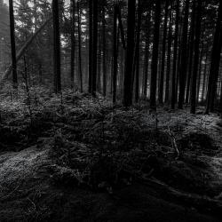 Gaudineer Knob WV Spruce Pine Forest