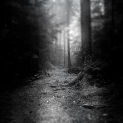 Gaudineer Knob WV Spruce Pine Forest