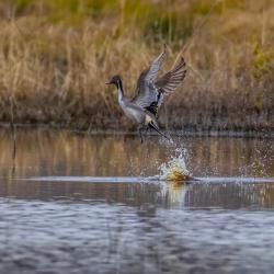 pintail duck alligator refuge