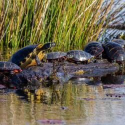 Pungo Lake Turtles