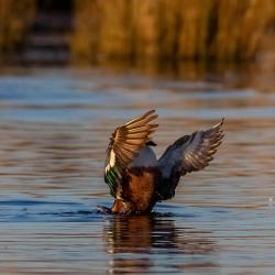 shoveler duck pungo lake