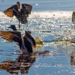 Mallard Ducks