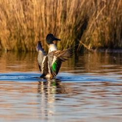shoveler duck pungo lake preening