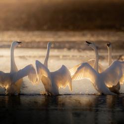 Swan Song--The 4 Tenors