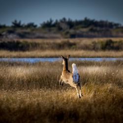 Coastal White-tailed Deer