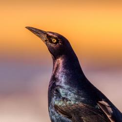 Boat-tailed Grackle