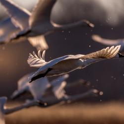 Tundra Swans Flying Pungo Lake