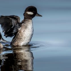 Female Bufflehead Duck