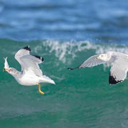 Seagull Eating Menhaden