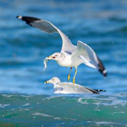 Seagull Eating Menhaden
