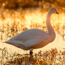 Tundra Swan at Sunrise