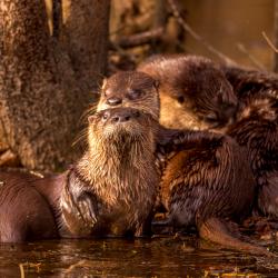 River Otters Preening