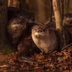 River Otters Family Portrait