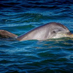 Dolphin Swiming at Jennette