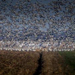 Flock of Snow Geese