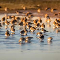 Sandpipers at sunset