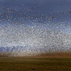 Flock of Snow Geese in the field