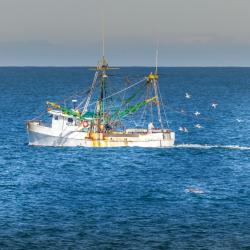 Shrimp Boat off Jennette