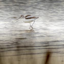 Avocet