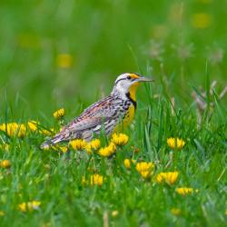 Eastern MeadowLark