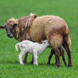Little Lambs with tails