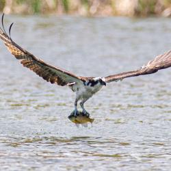 Osprey with a Sunfish