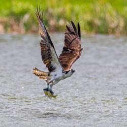 Osprey with a Sunfish
