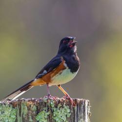Rufous Sided Towhee