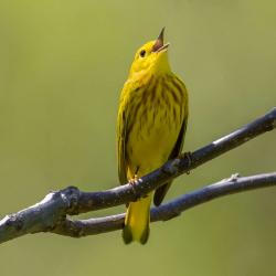 American Yellow Warbler