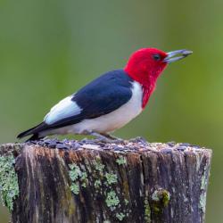 Red-headed Woodpecker