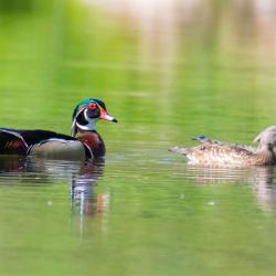 Wood Ducks
