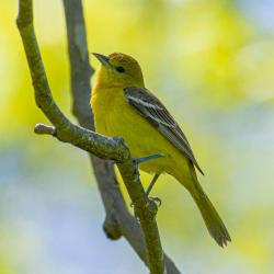 Female Baltimore Oriole