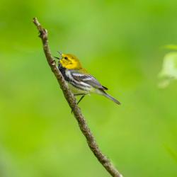 Black-Throated Green Warbler