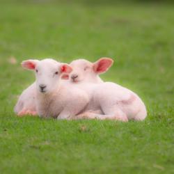 Little Lambs Resting on Easter Day