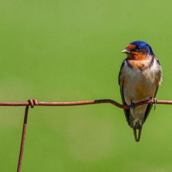 Barn Swallow on the Fence