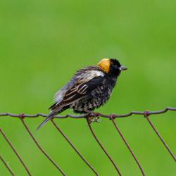 Bobolink on the Fence